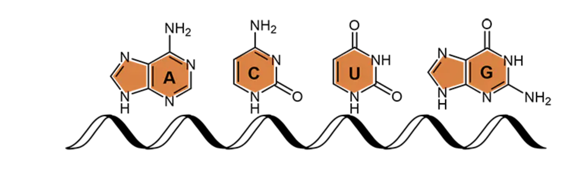 Nukleobasen Adenin, Cytosin, Uracil und Guanin entlang eines Nukleinsäurestrangs